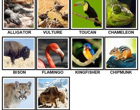 100 Pics Animals Answer Level 51 60 8542958