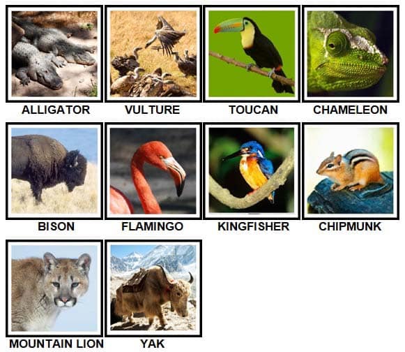 100-pics-animals-level-51-100-answers-2