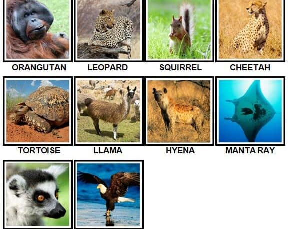 100 Pics Animals Answer Level 41 50 7396826