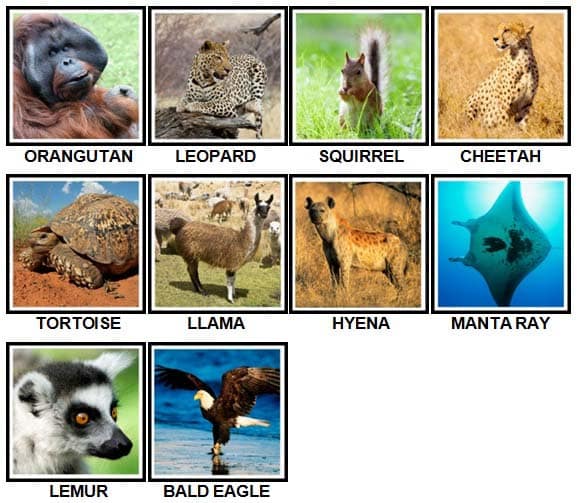 100-pics-animals-level-1-50-answers-2