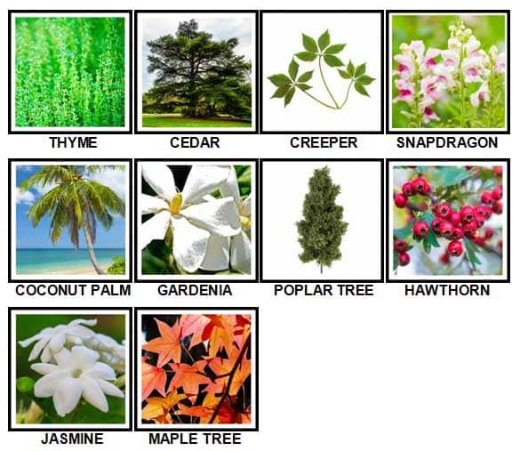 100-pics-plant-level-1-50-answers-2