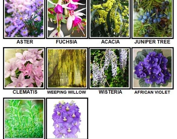 100 Pics Plants Level 51 60 Answer 2267218