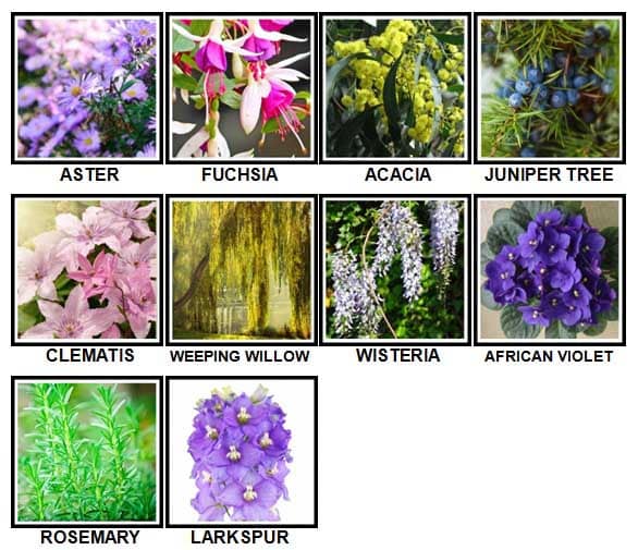 100-pics-plant-level-51-100-answers-2