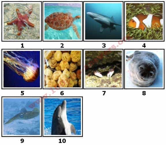 100-pics-sea-life-level-1-50-answers-2